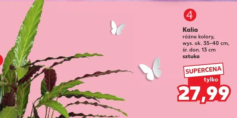 Kalia promocja w Kaufland