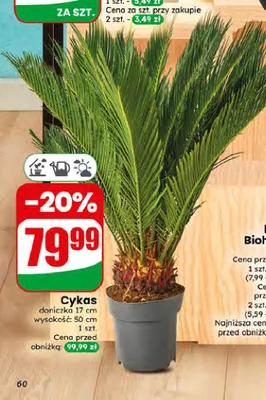 Cykas promocja w Dino