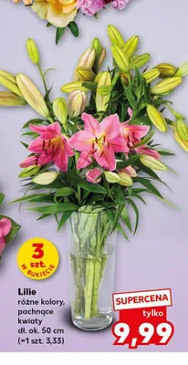 Lilie promocja w Kaufland
