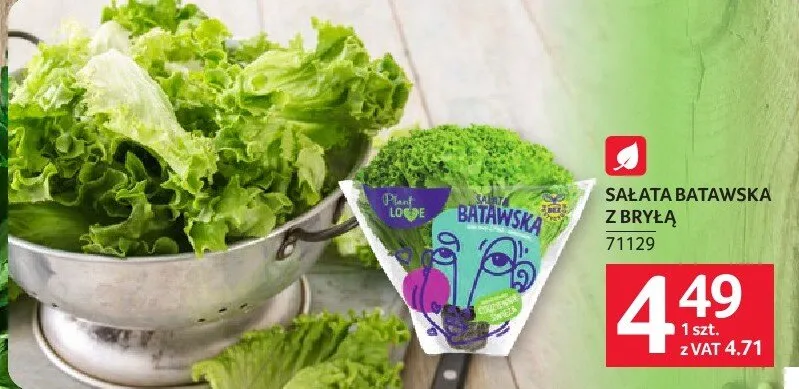 Sałata batawska z bryłą promocja w Selgros