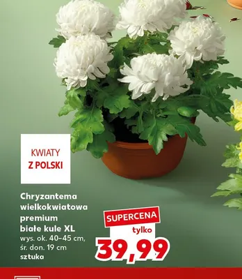 Chryzantema wielkokwiatowa premium białe kule Xl promocja w Kaufland