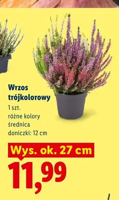 Wrzos trójkolorowy średnica doniczki 12 cm wys. ok. 27 promocja w Lidl