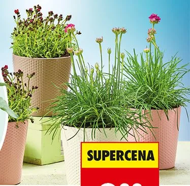 Mix roślin wieloletnich promocja w Biedronka