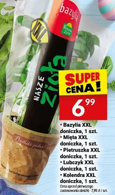 Mięta XXL doniczka promocja w Twój Market
