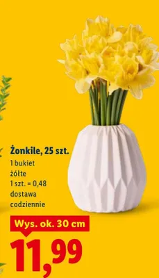 Żonkile, 25 szt., 1 bukiet żółte promocja w Lidl