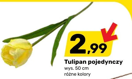 Tulipan pojedynczy różne kolory promocja w Bricomarche