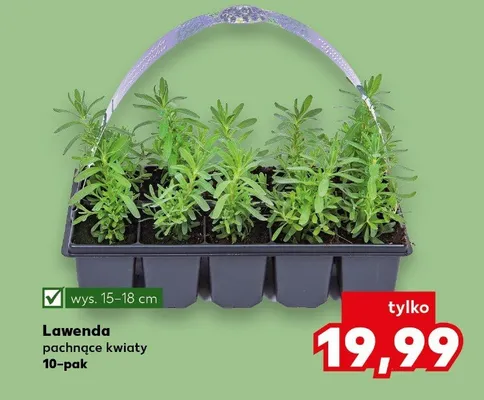Lawenda pachnące kwiaty promocja w Kaufland