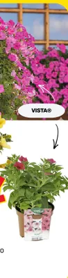 Petunia Supertunia VISTA® promocja w Bricomarche