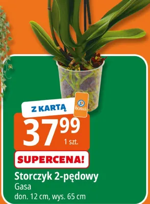 Storczyk 2-pędowy promocja w Leclerc