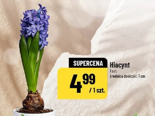Hiacynt promocja w POLOmarket