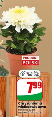 Chryzantema wielkokwiatowa promocja w Dino