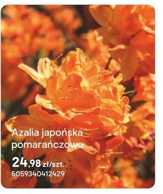 Azalia japońska pomarańczowa promocja w Castorama
