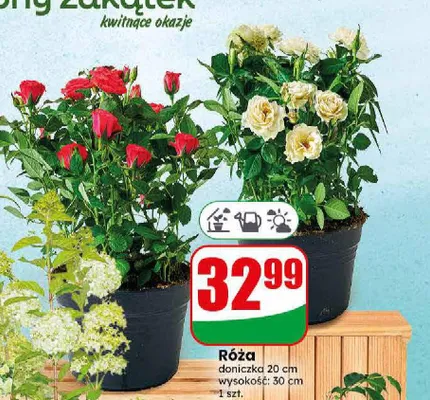 Róża promocja w Dino