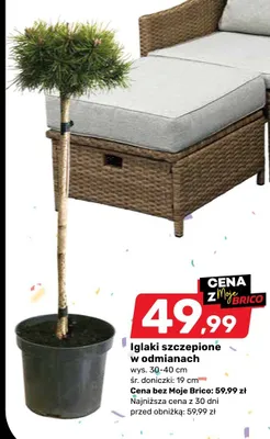 Iglaki szczepione w odmianach promocja w Bricomarche