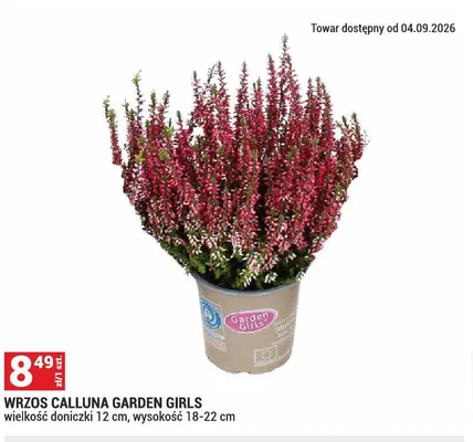 Wrzos calluna Garden Girls promocja w Merkury Market