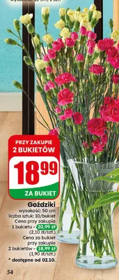 Goździki promocja w Dino