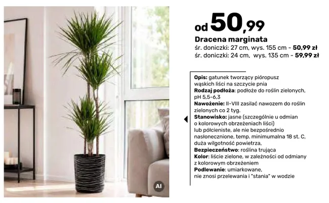 Dracena marginata śr. doniczki 27 cm wys. 155 promocja w Bricomarche