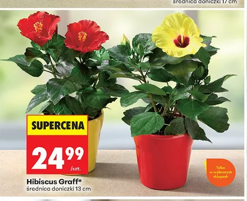 Hibiscus Graff średnica doniczki 13 cm promocja w Biedronka