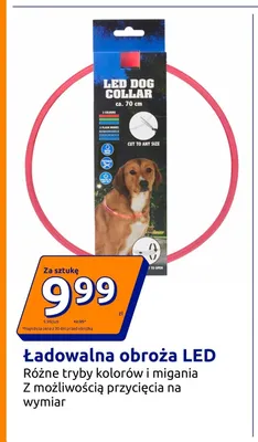 Ładowalna obroża LED promocja w Action