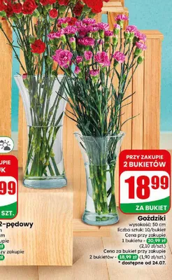 Goździki bukiet 10 szt. promocja w Dino