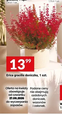 Erica gracilis promocja w Twój Market
