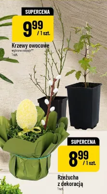 Krzewy owocowe wybrane rodzaje promocja w POLOmarket