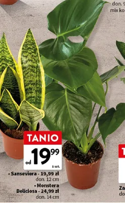 Roślina Sanseviera don. 12cm promocja w Intermarche