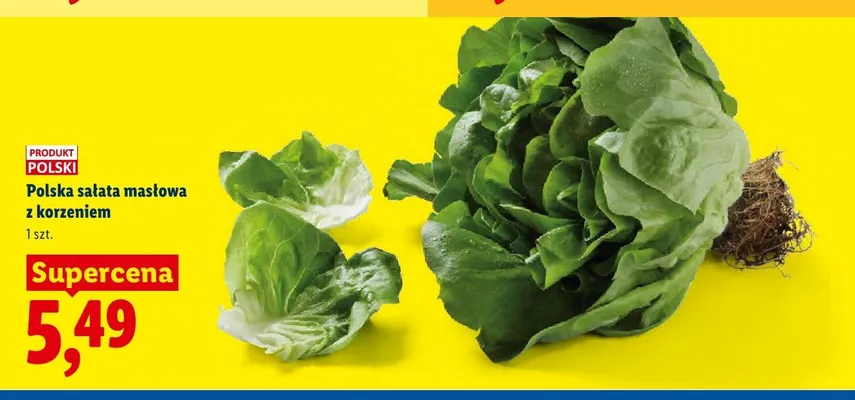 Sałata masłowa z korzeniem polska promocja w Lidl