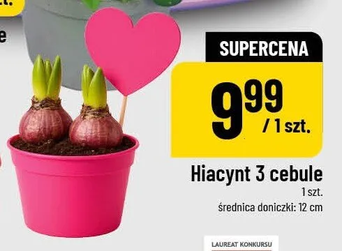 Hiacynt 3 cebule promocja w POLOmarket