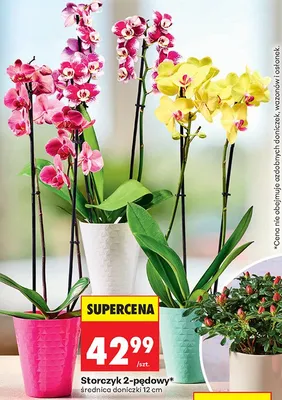 Storczyk 2-pędowy średnica doniczki 12cm promocja w Biedronka
