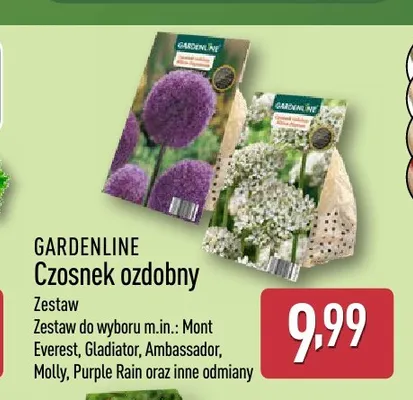 Czosnek ozdobny Purple Rain Gardenline promocja w Aldi