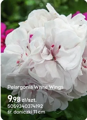 Pelargonia White Wings promocja w Castorama