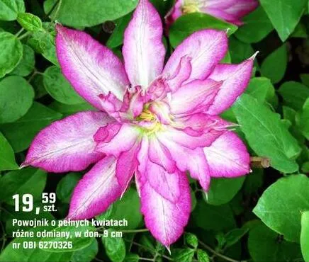 Powojnik o pełnych kwiatach promocja w OBI