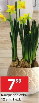 Narcyz doniczka 12 cm promocja w Twój Market