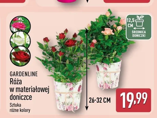 Róża w materiałowej doniczce GARDENLINE promocja w Aldi
