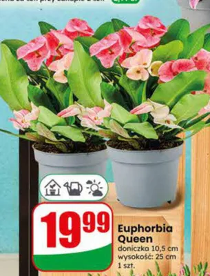 Euphorbia Queen promocja w Dino