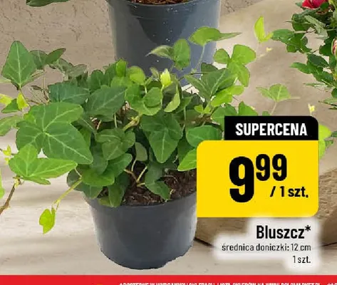 Bluszcz promocja w POLOmarket