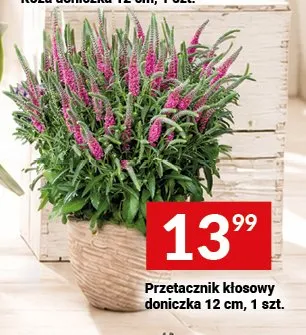 Przetacznik kłosowy doniczka 12 cm promocja w Twój Market