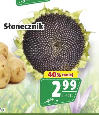Słonecznik promocja w Prim Market