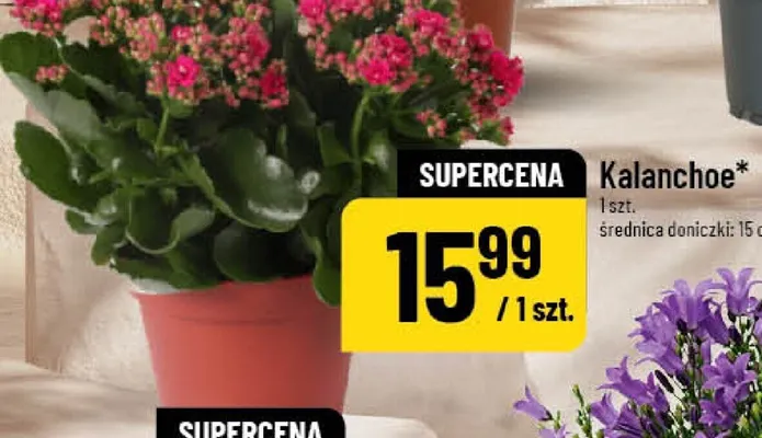 Kalanchoe promocja w POLOmarket