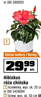 Hibiskus róża chińska krzewinka wys. ok. 20cm promocja w OBI