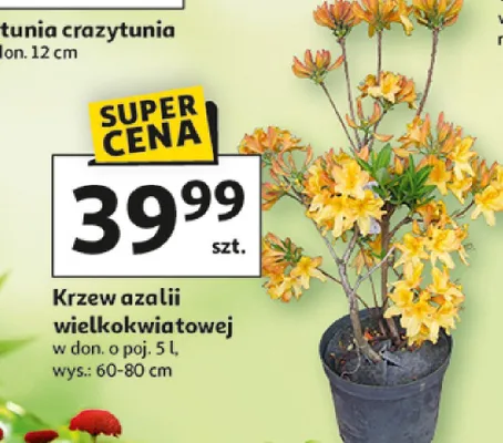 Krzew azalii wielkokwiatowej w donicy promocja w Auchan
