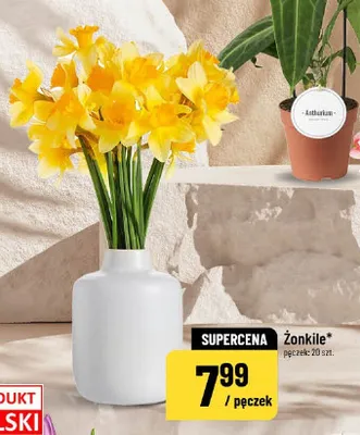 Żonkile promocja w POLOmarket