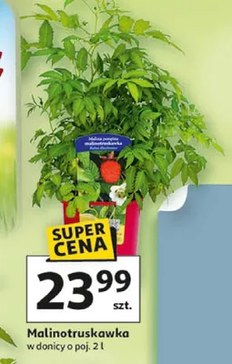Malinotruskawka promocja w Auchan