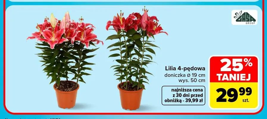 Lilia 4-pędowa Zasa Group promocja w Carrefour