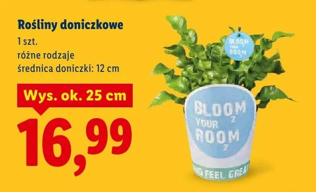 Rośliny doniczkowe, różne rodzaje promocja w Lidl