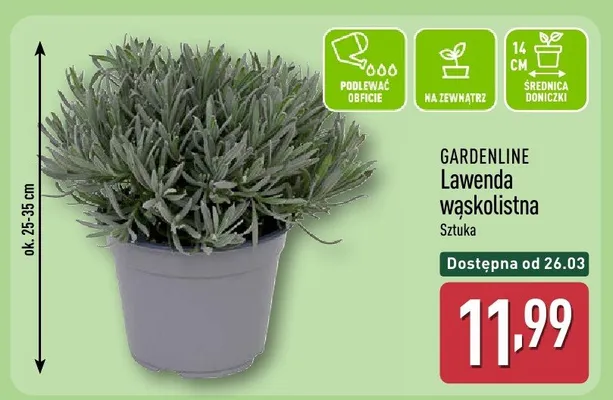 Lawenda wąskolistna promocja w Aldi