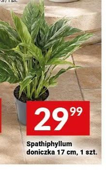 Spathiphyllum doniczka promocja w Twój Market
