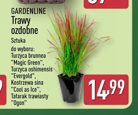 Trawa ozdobna Tatarak trawiasty Ogon Gardenline promocja w Aldi