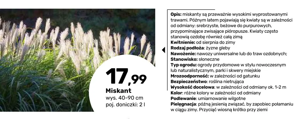 Miskant wys. 40-90 cm poj. doniczki 2 l promocja w Bricomarche